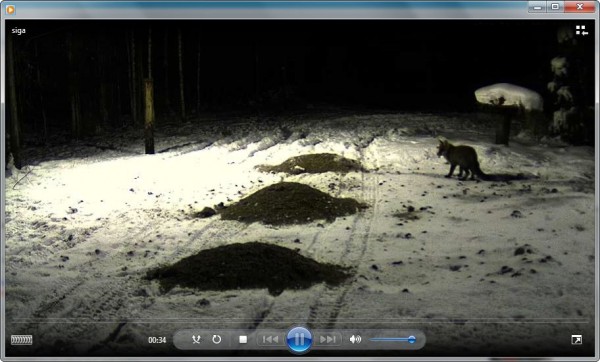 Wolf oder Hund.jpg