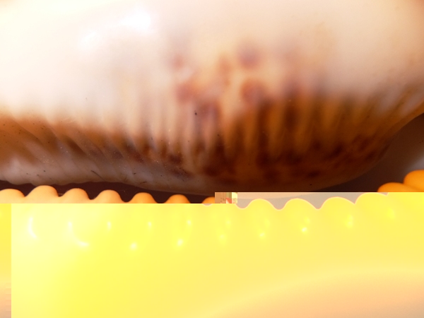 DSCF1028a.JPG