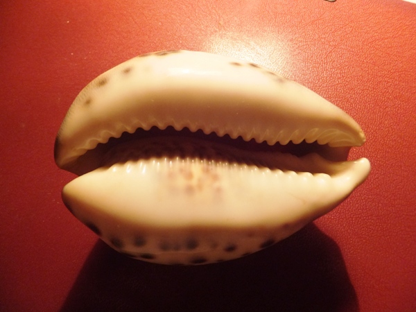 DSCF1029a.JPG