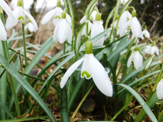 DSCF1049bc.JPG