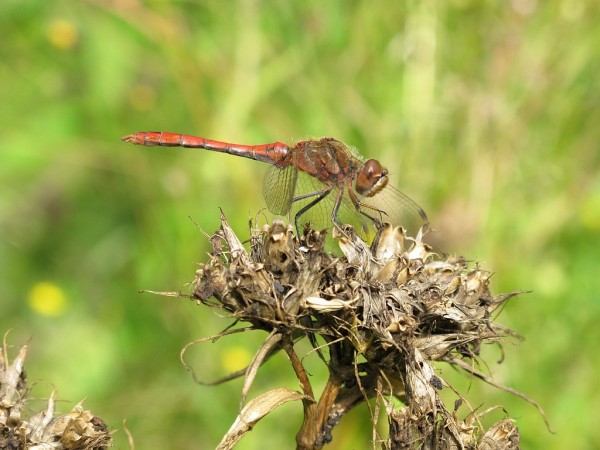 IMG_0278Forum.jpg (139.38 KiB) 3640 mal betrachtet Libelle in 1024X768