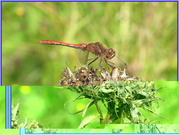 IMG_0278Forum2.jpg (144.43 KiB) 3644 mal betrachtet Libelle in 1024X768 mit Rahmen